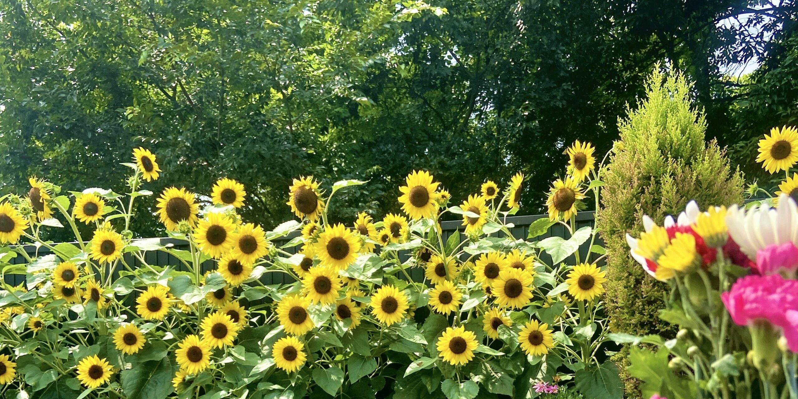 アイキャッチ用