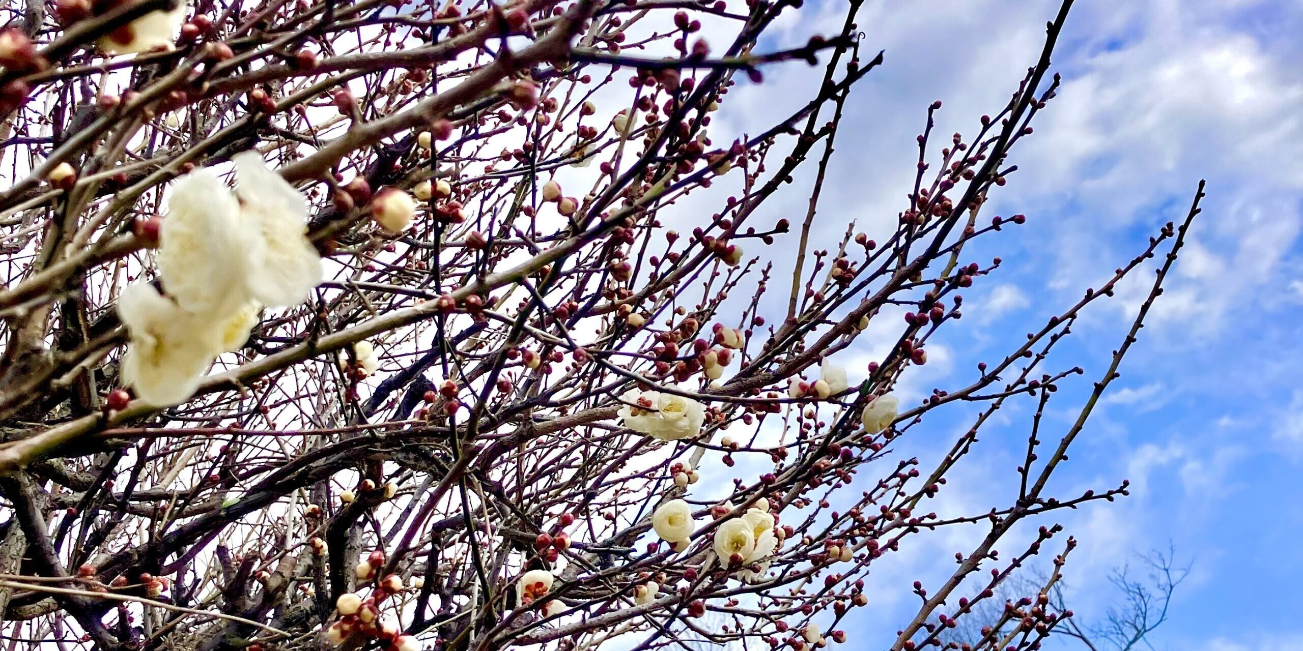 梅タイトル画面